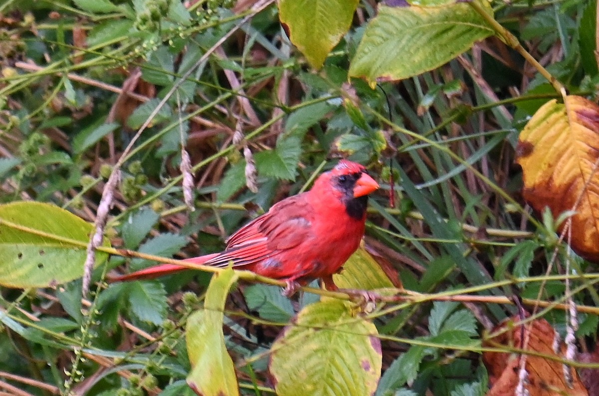 Northern Cardinal - ML642295860