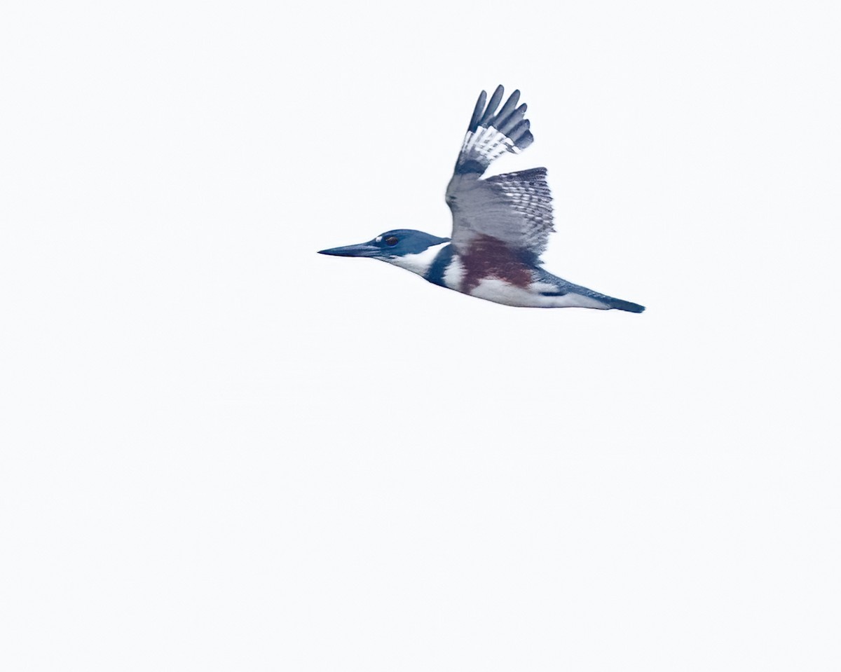 Belted Kingfisher - ML642295861