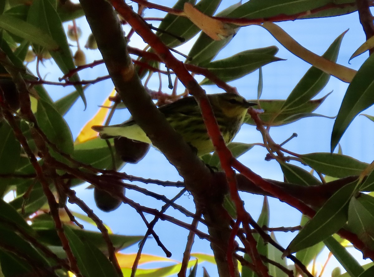 Cape May Warbler - ML642295862