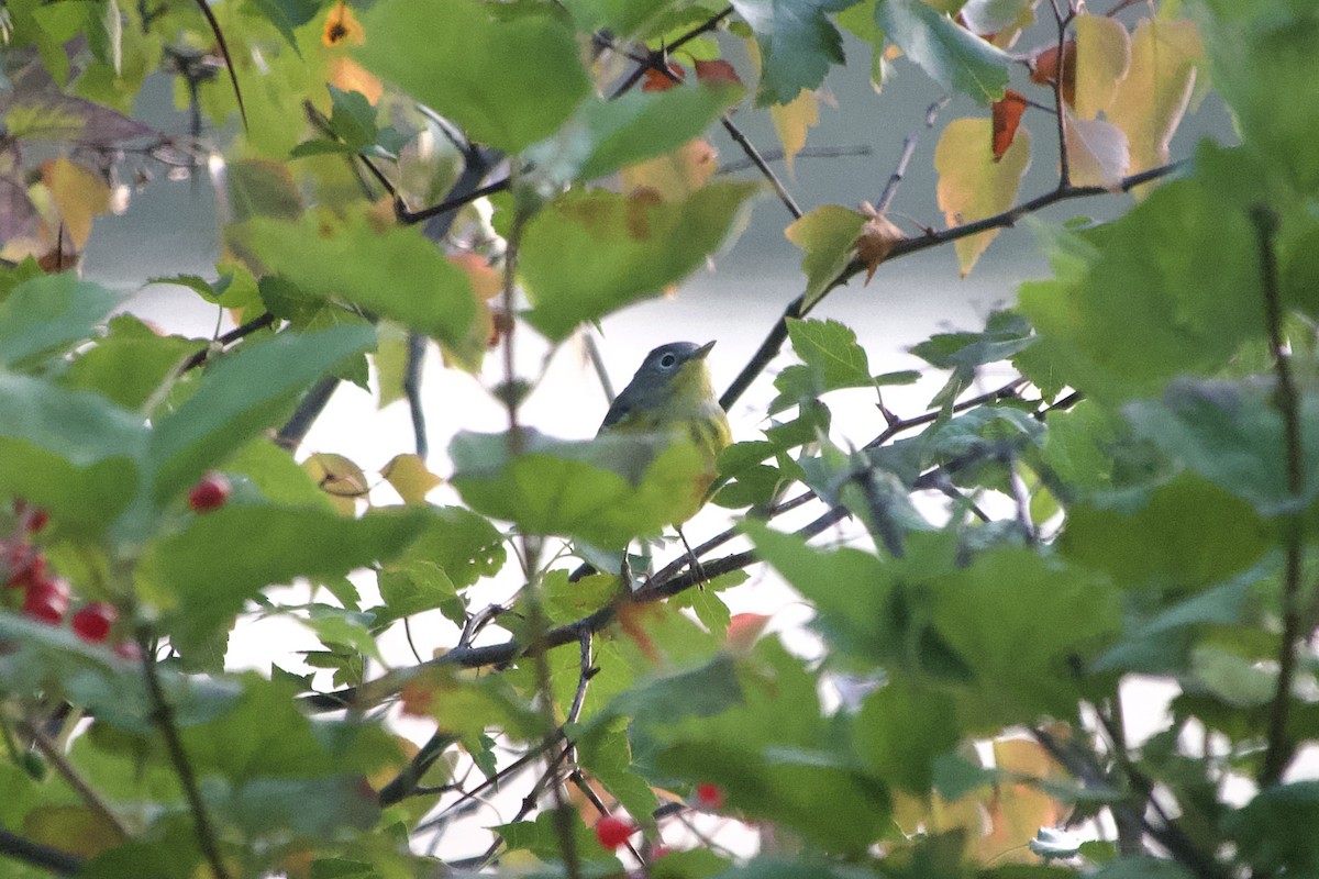Magnolia Warbler - ML642295865