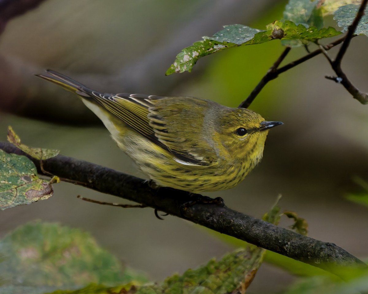 Cape May Warbler - ML642295866