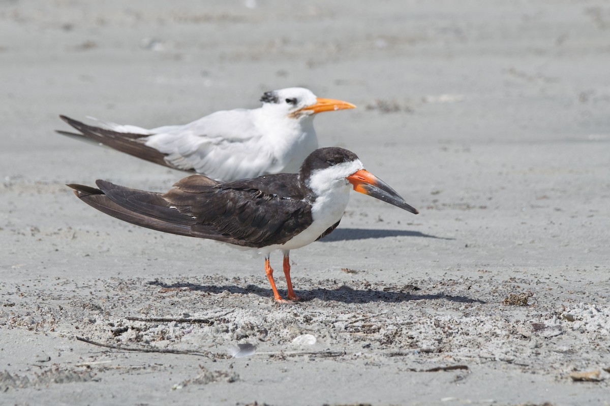 Black Skimmer - ML642295867