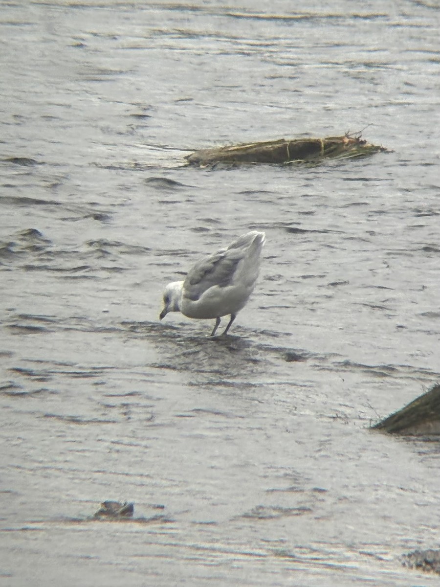 Ring-billed Gull - ML642295869