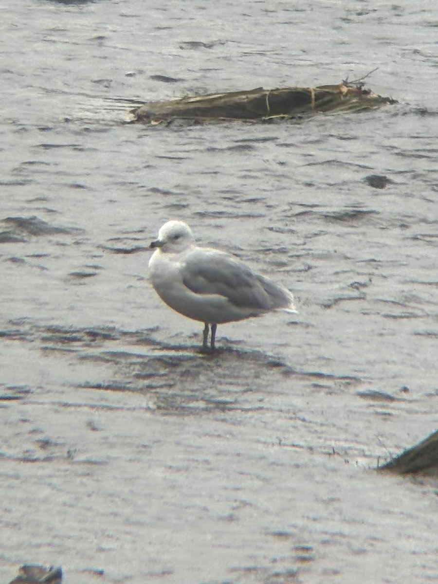 Ring-billed Gull - ML642295870