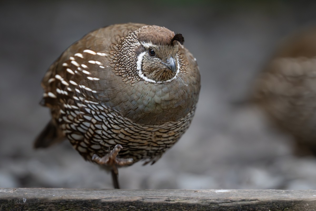 California Quail - ML642295871