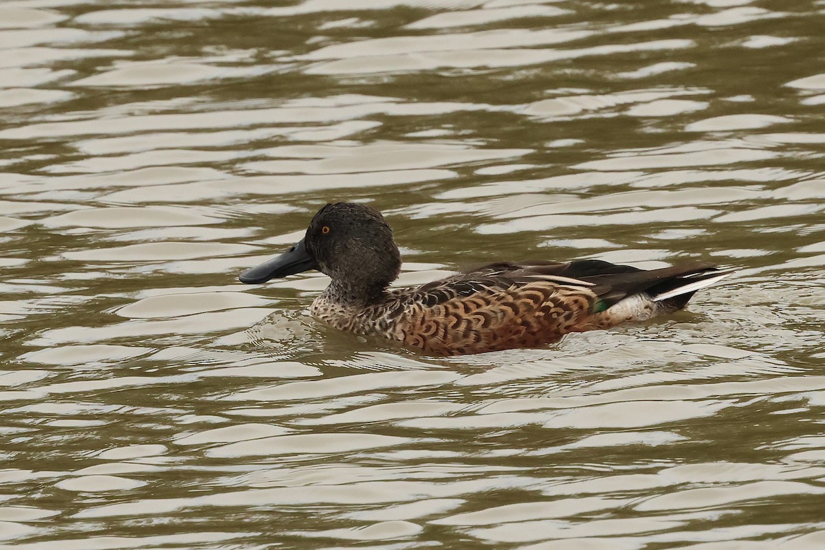Northern Shoveler - ML642295872