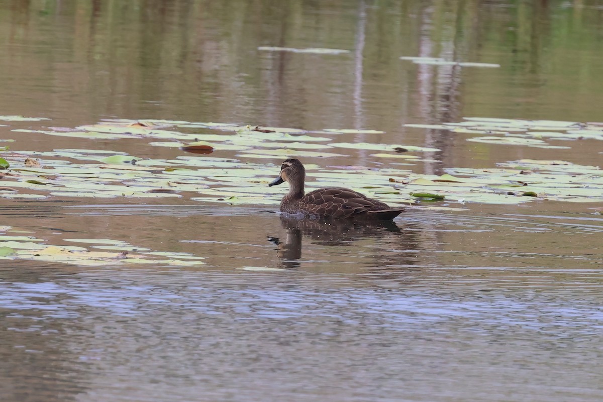 Pacific Black Duck - ML642295875