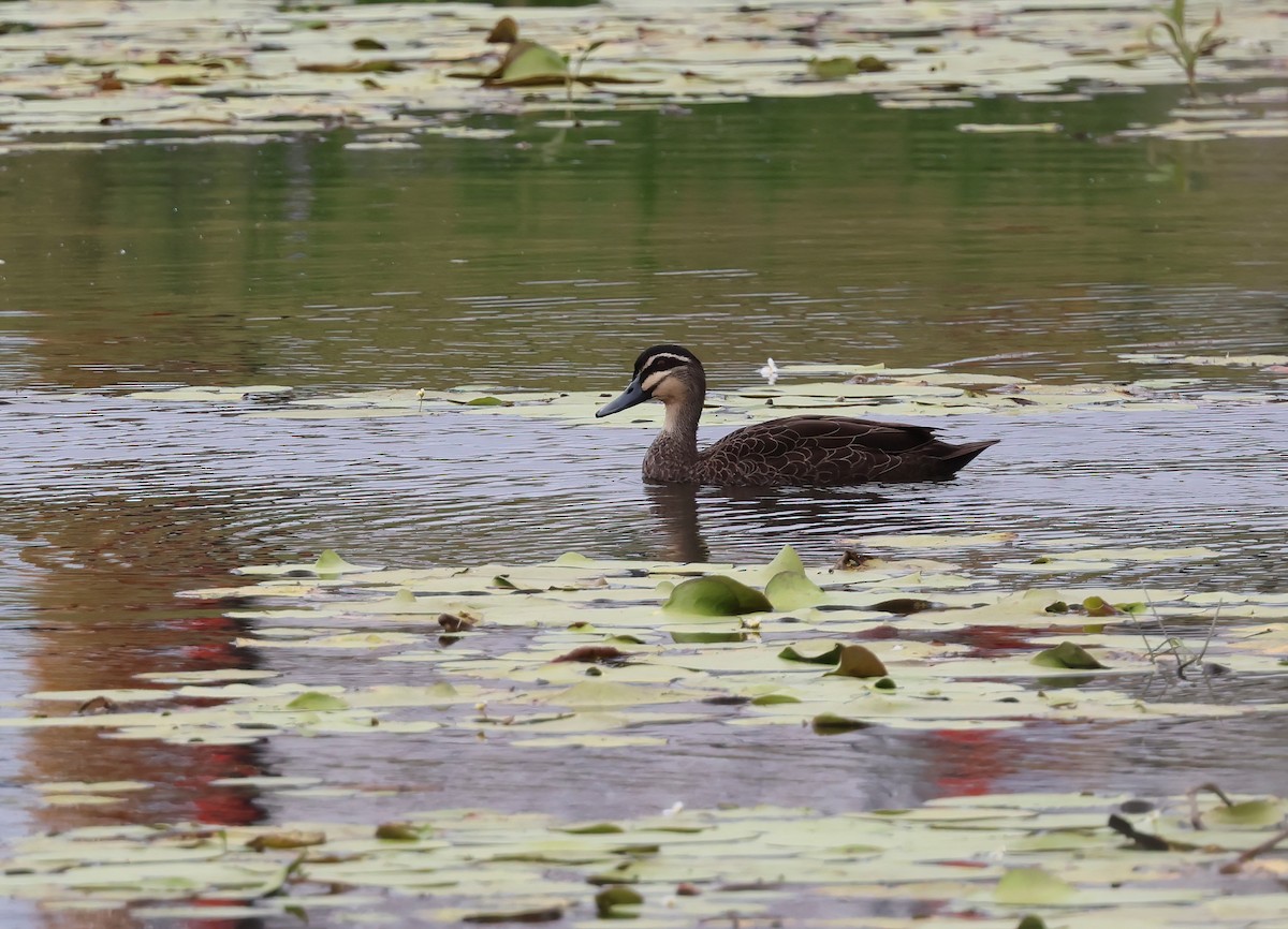 Pacific Black Duck - ML642295876