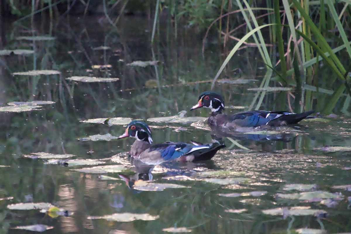 Wood Duck - ML642295877