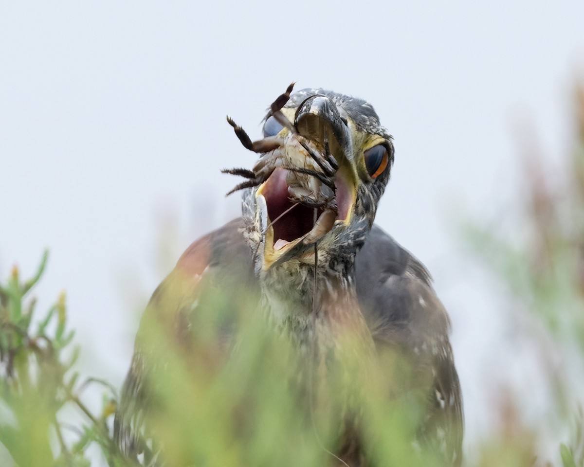 Yellow-crowned Night Heron - ML642295881