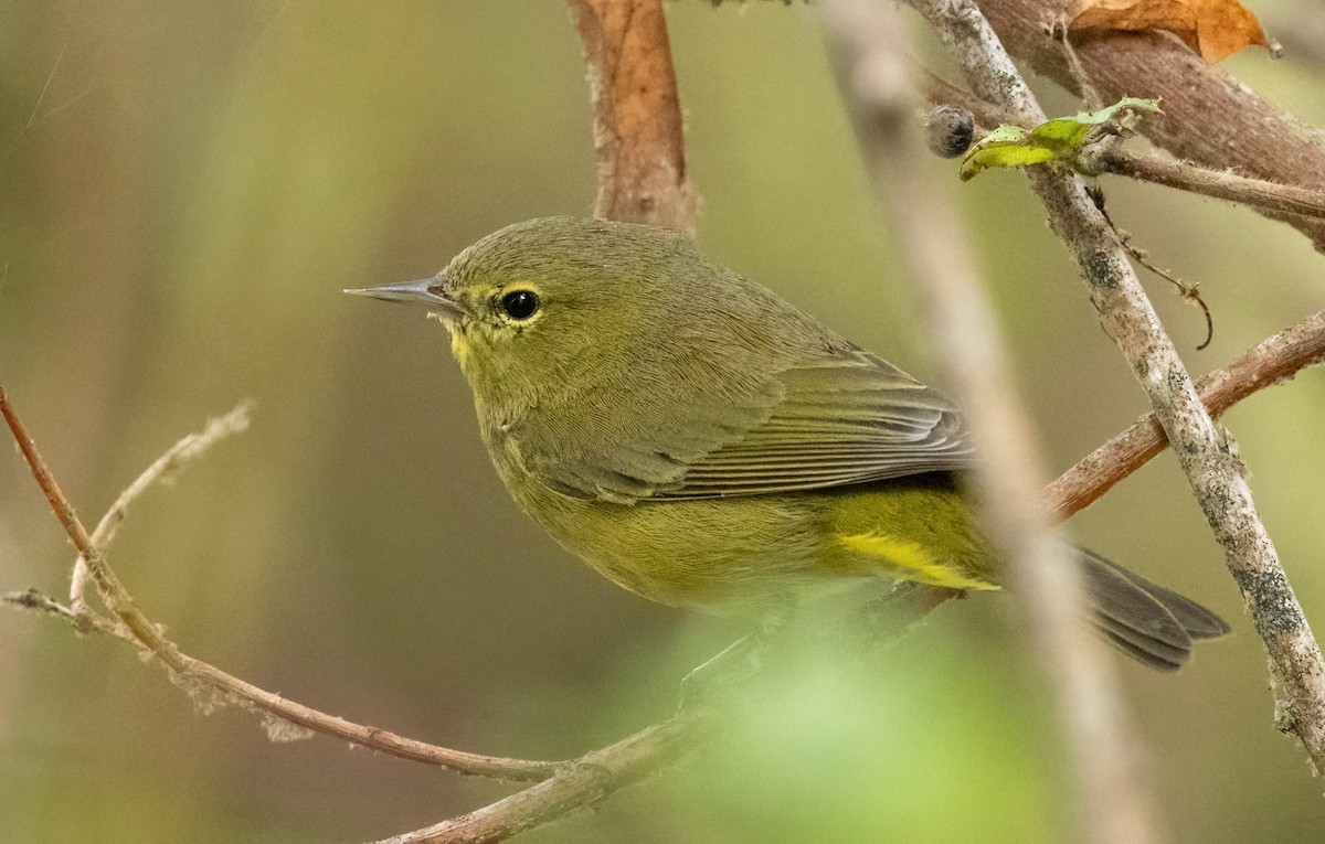 Orange-crowned Warbler - ML642295888
