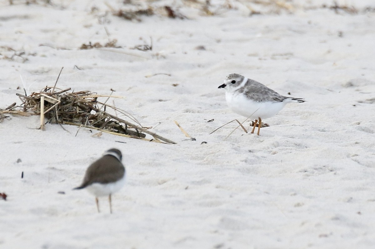 Piping Plover - ML642295896