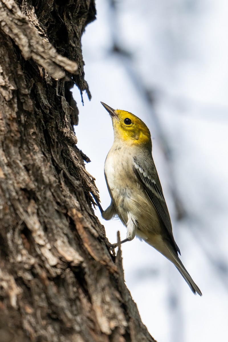 Hermit Warbler - ML642295908