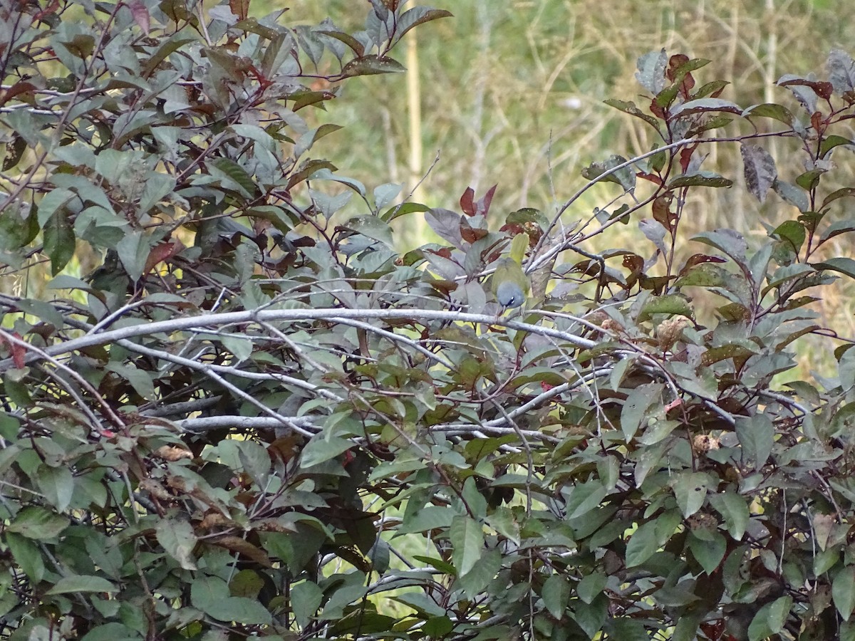 MacGillivray's Warbler - ML642295915