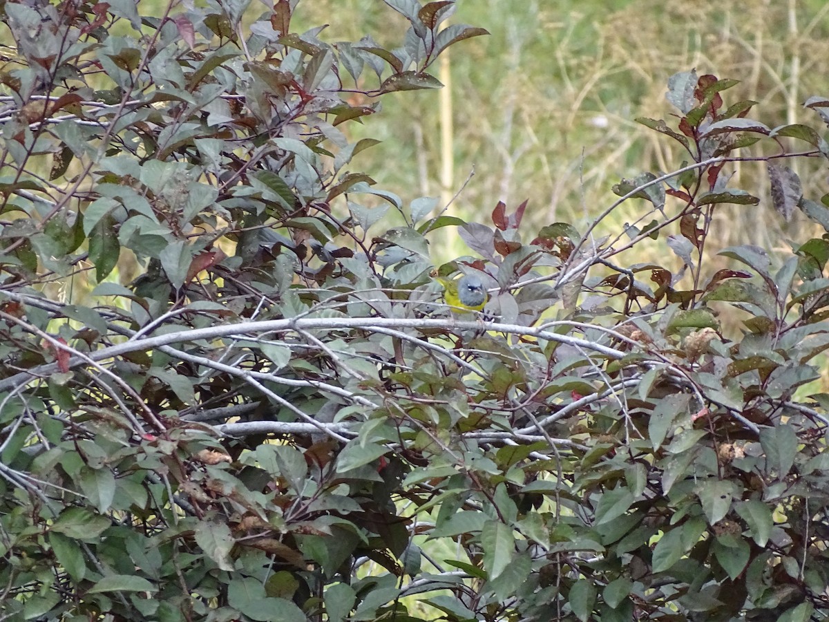 MacGillivray's Warbler - ML642295916