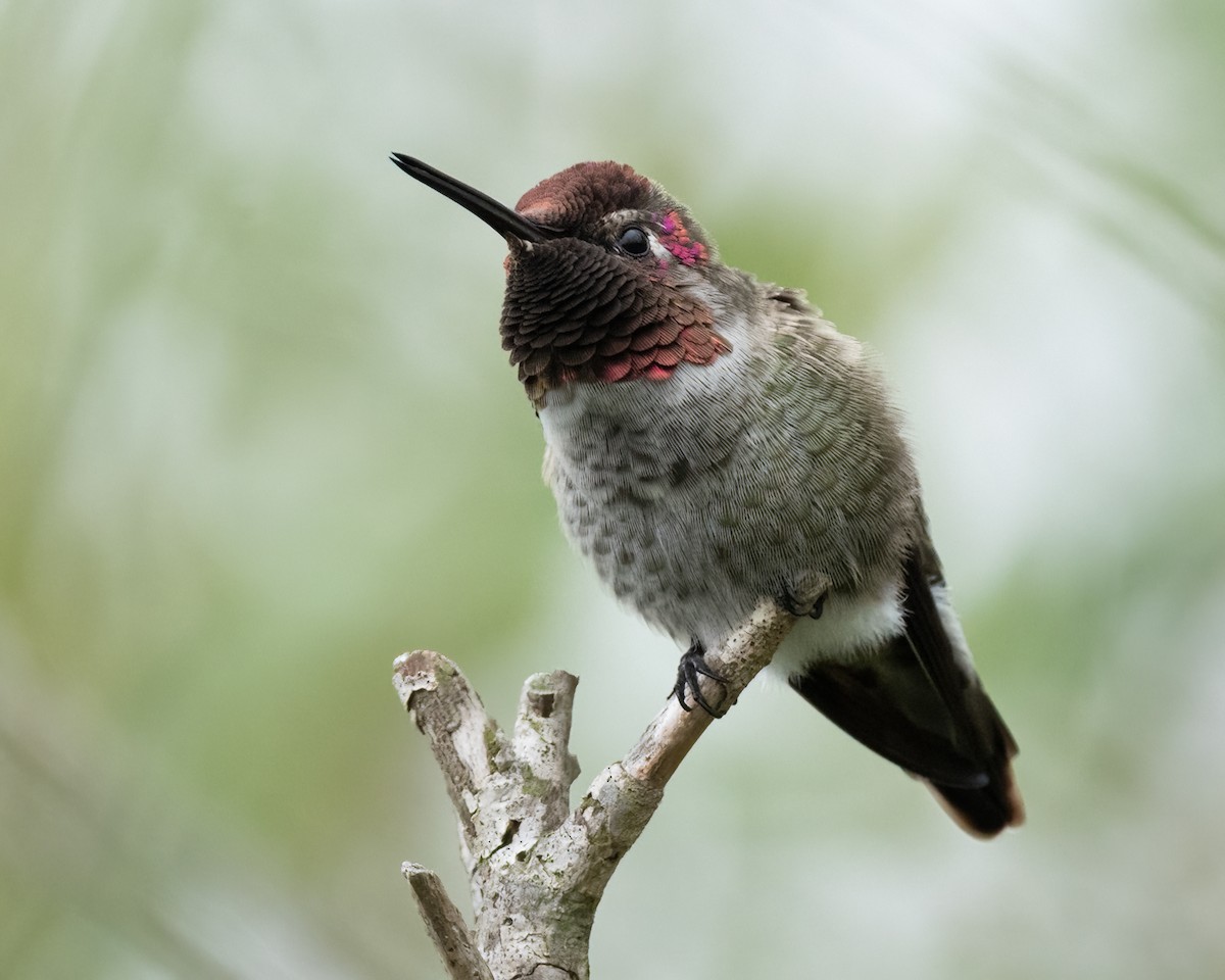Anna's Hummingbird - ML642295925