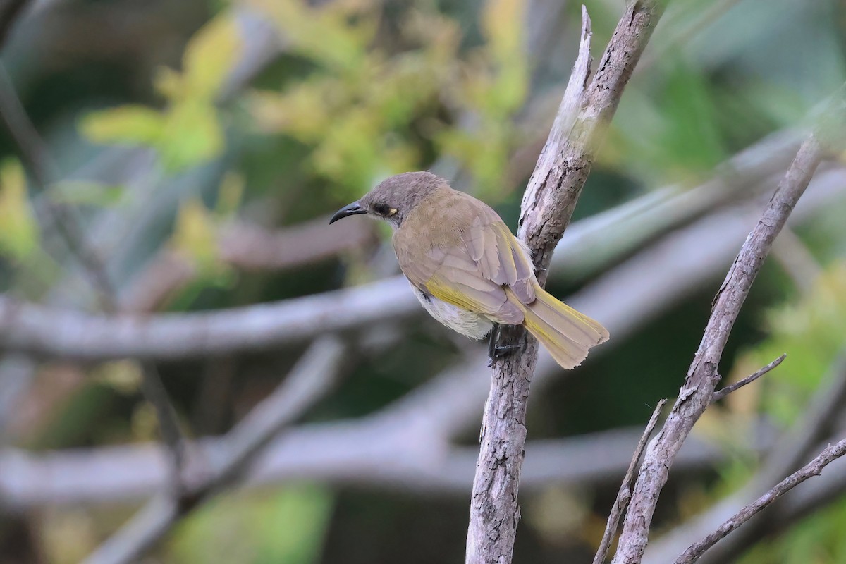 Brown Honeyeater - ML642295928