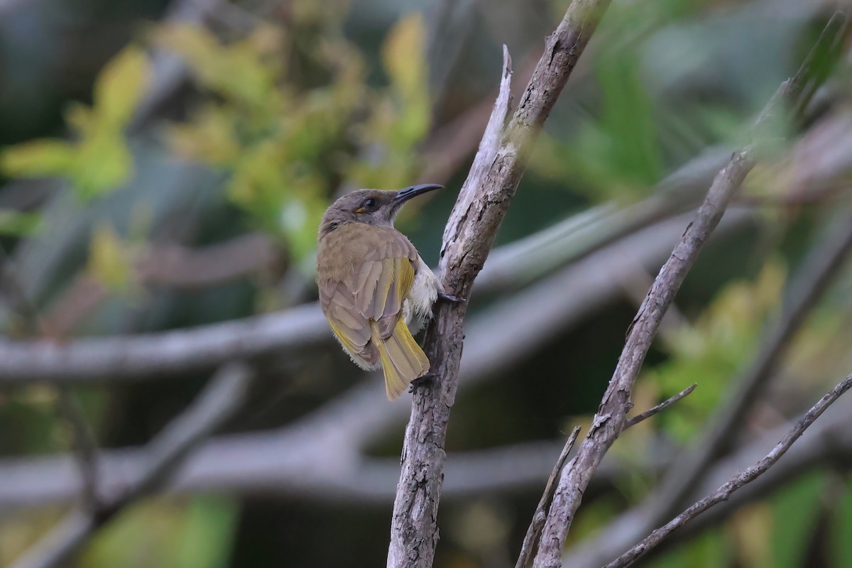Brown Honeyeater - ML642295929