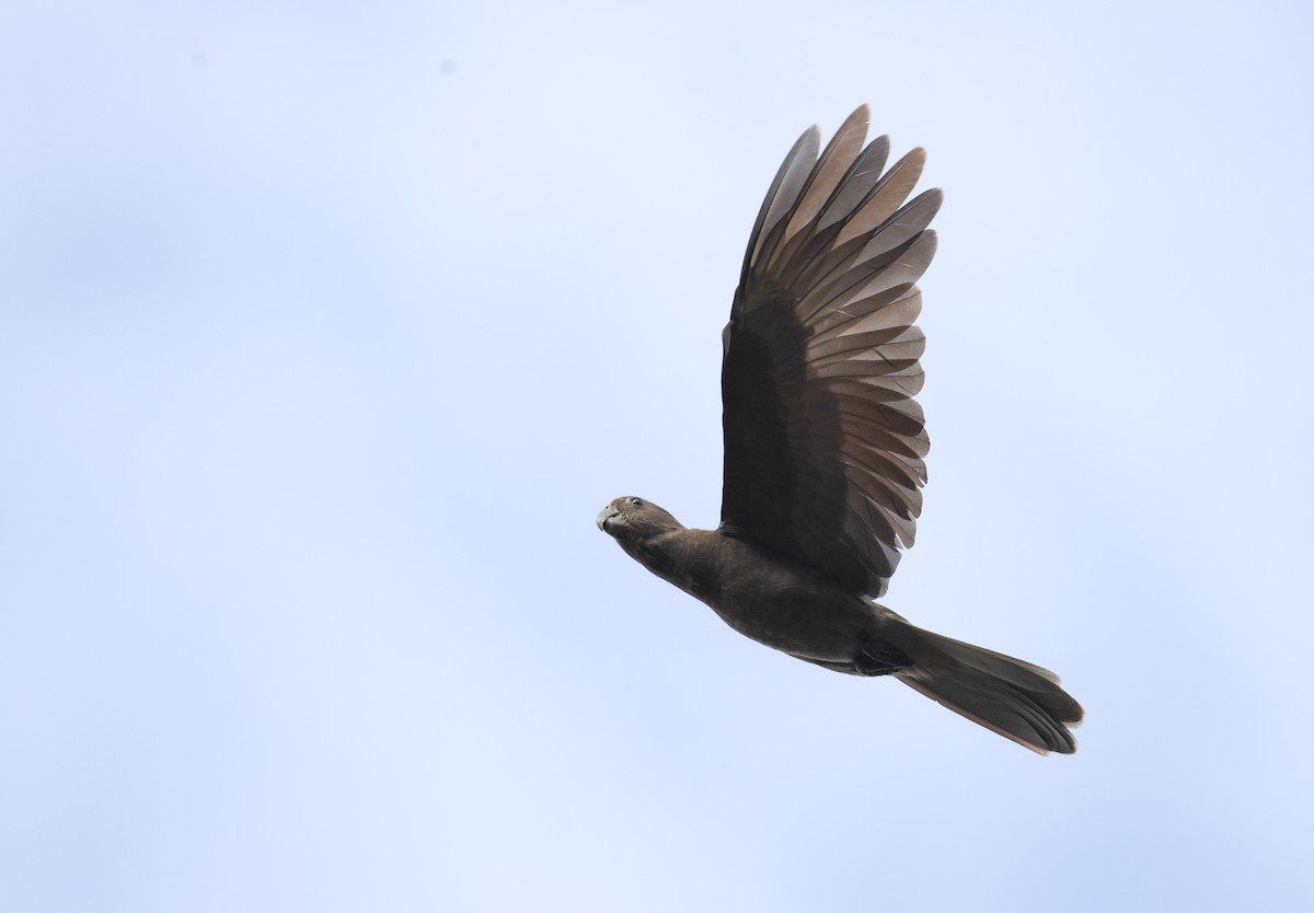 Seychelles Parrot - ML642295931