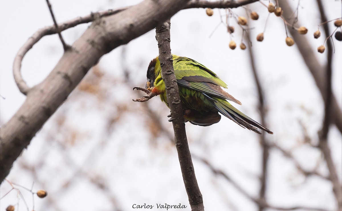 クロガミインコ - ML642295956
