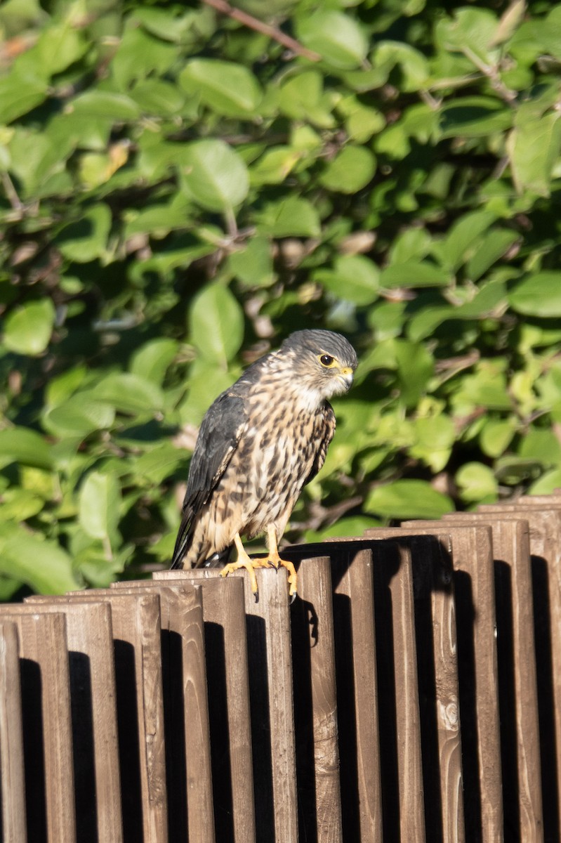 Merlin - ML642295959