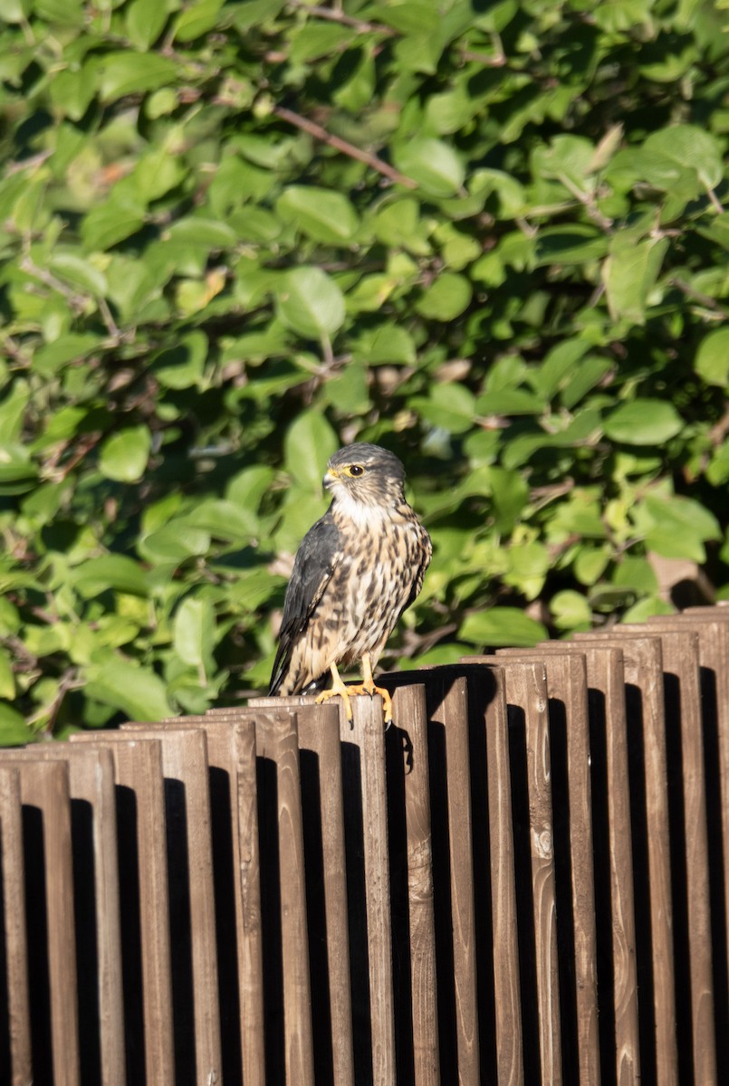 Merlin - ML642295960