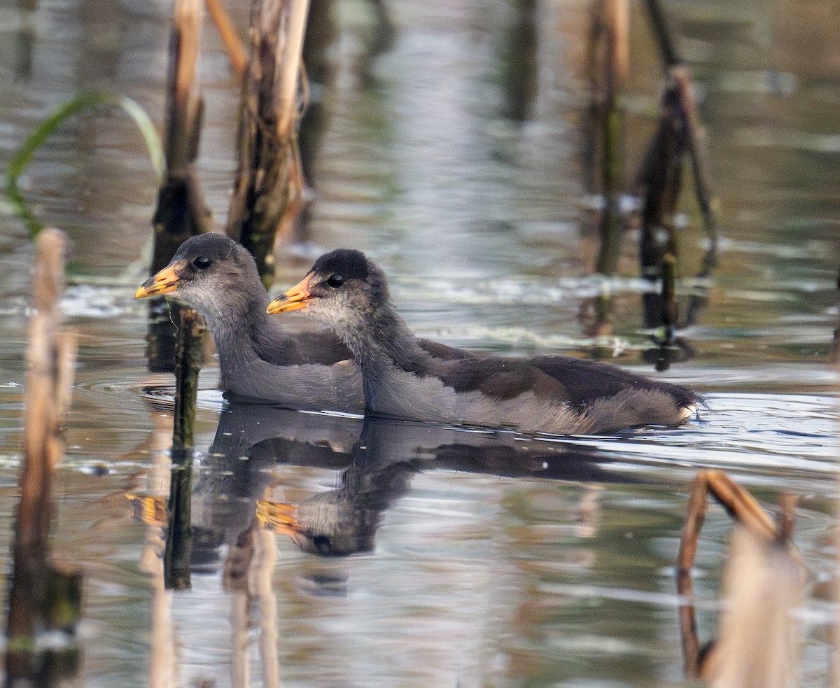 Common Gallinule - ML642295967