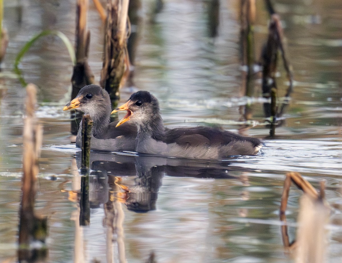 Common Gallinule - ML642295968