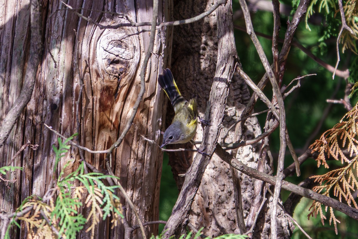 American Redstart - ML642295970