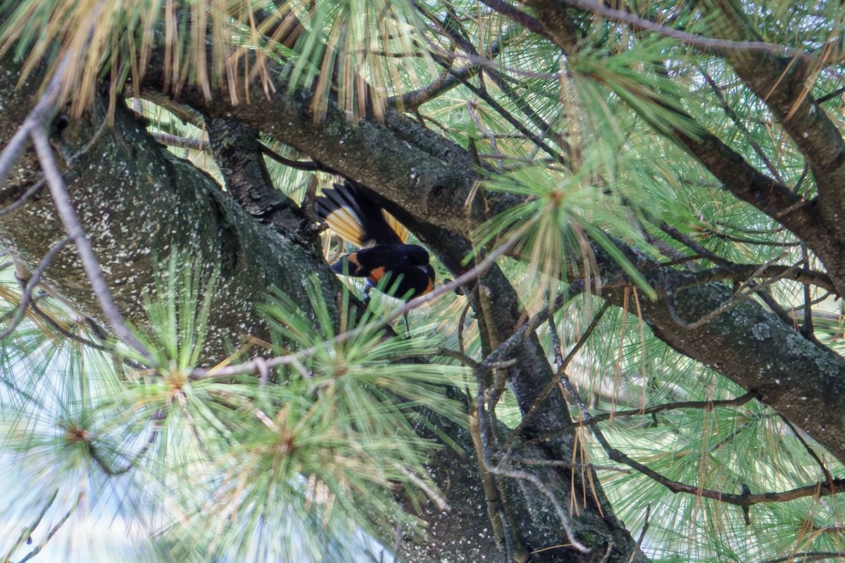 American Redstart - ML642295971