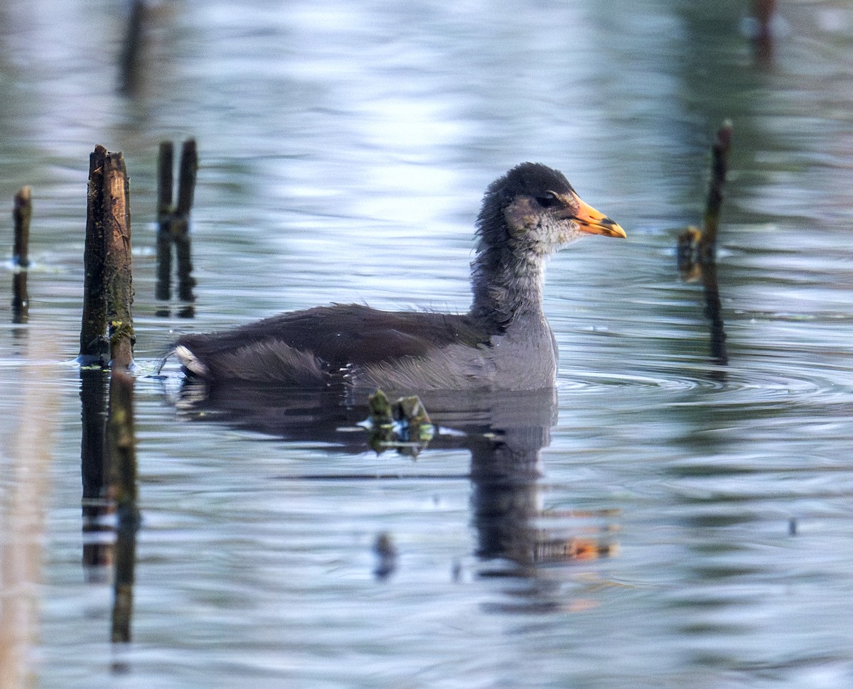 Common Gallinule - ML642295975