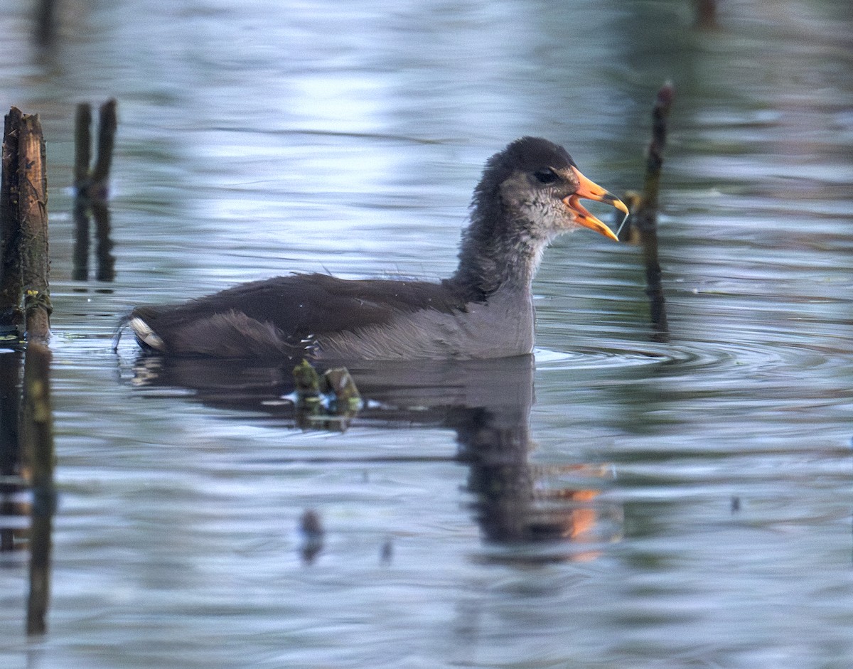 Common Gallinule - ML642295976