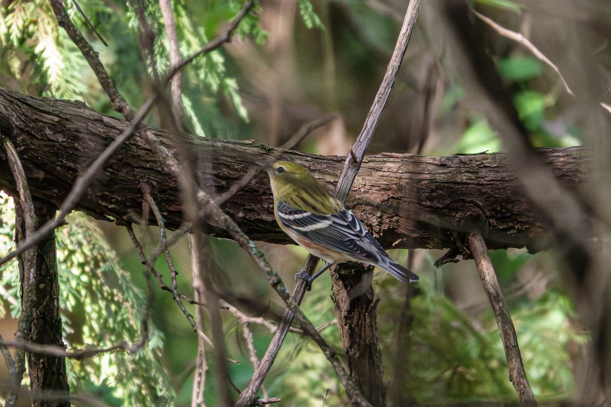 Bay-breasted Warbler - ML642295978