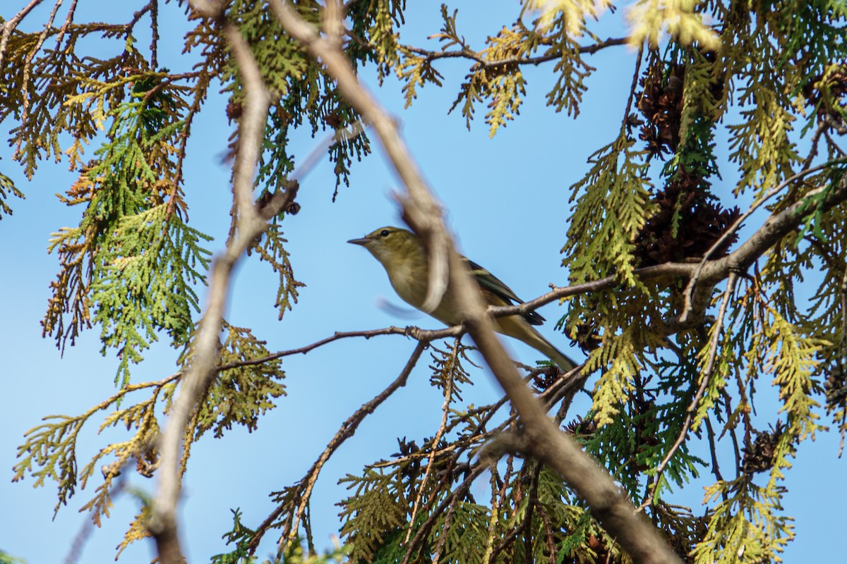 Bay-breasted Warbler - ML642295979