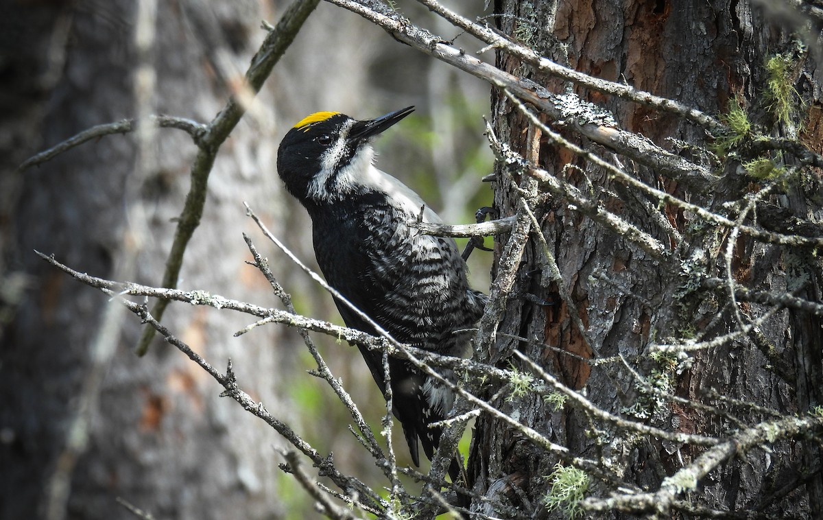 Black-backed Woodpecker - ML642295985