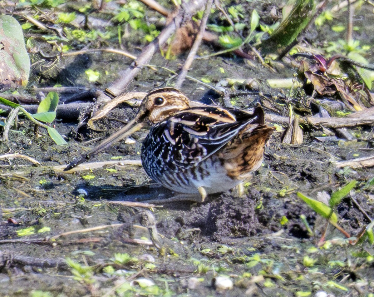 Wilson's Snipe - ML642295988