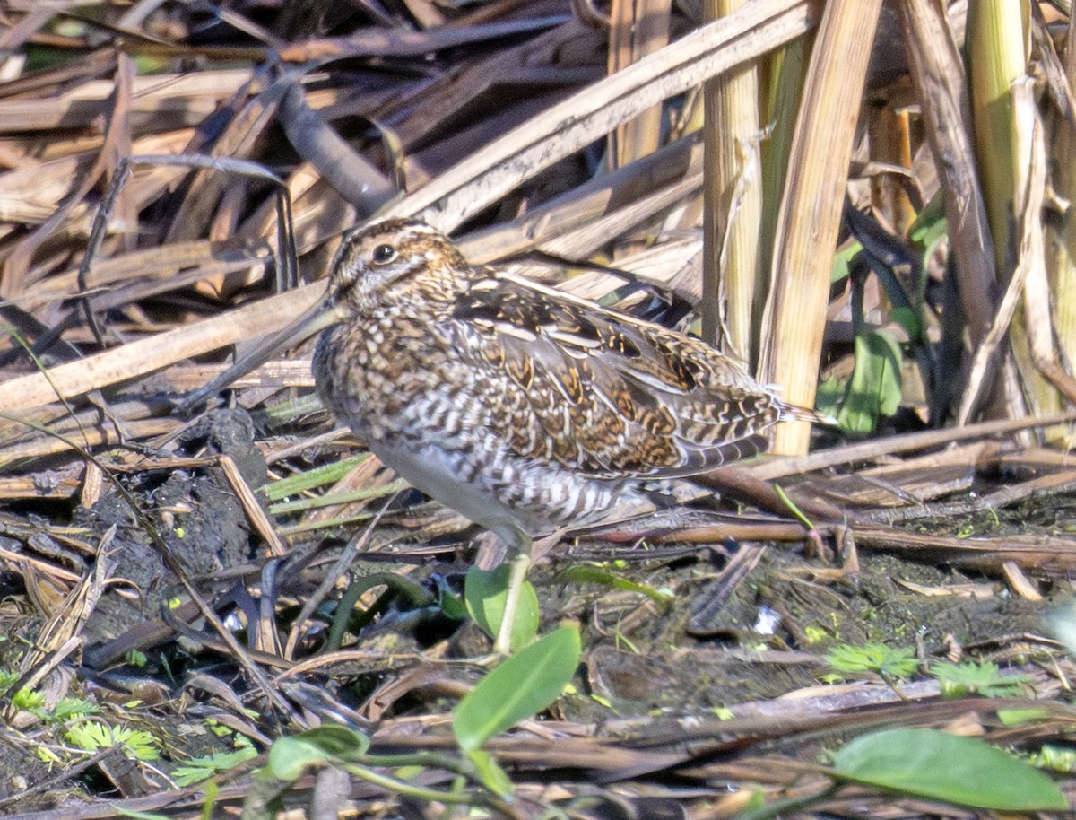 Wilson's Snipe - ML642295989