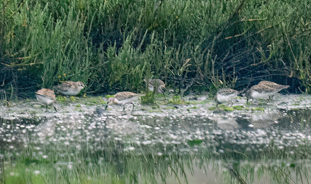 peep sp. - ML642295990