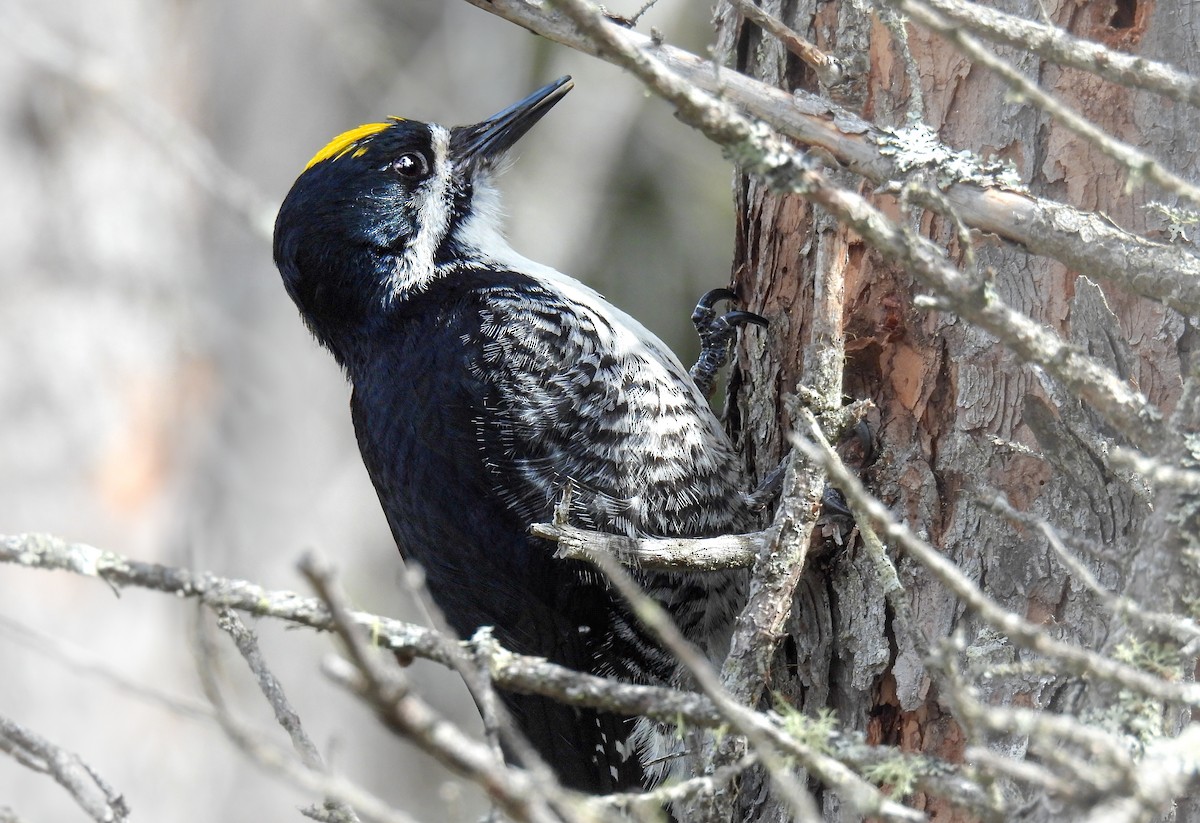 Black-backed Woodpecker - ML642295994