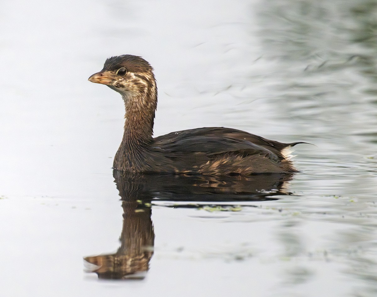 Pied-billed Grebe - ML642295996