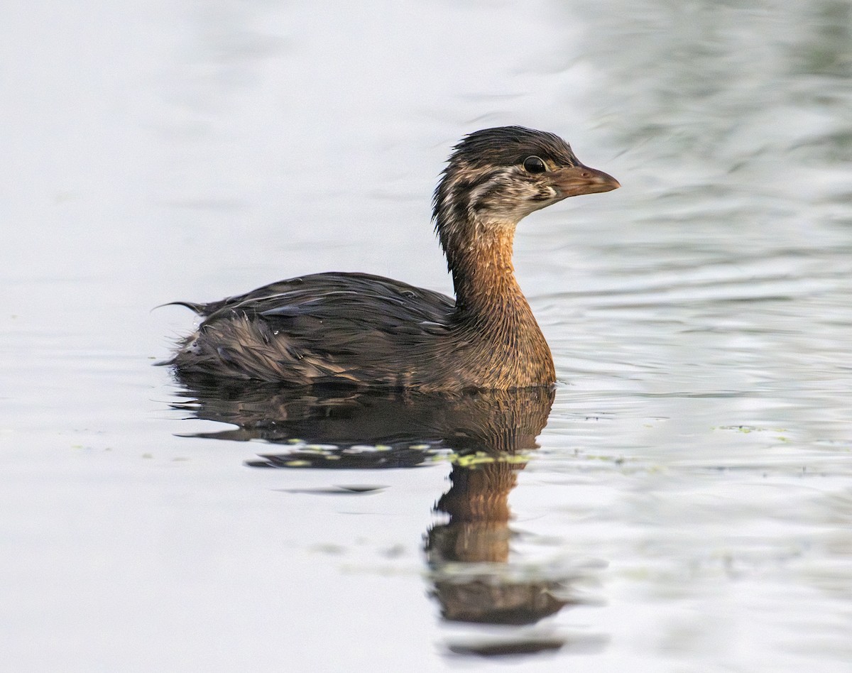 Pied-billed Grebe - ML642295997