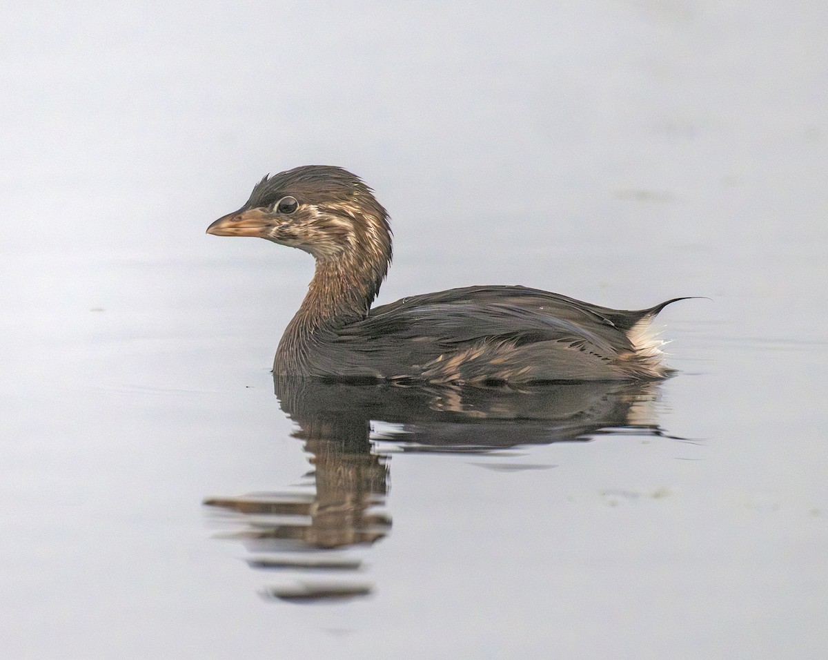 Pied-billed Grebe - ML642295998