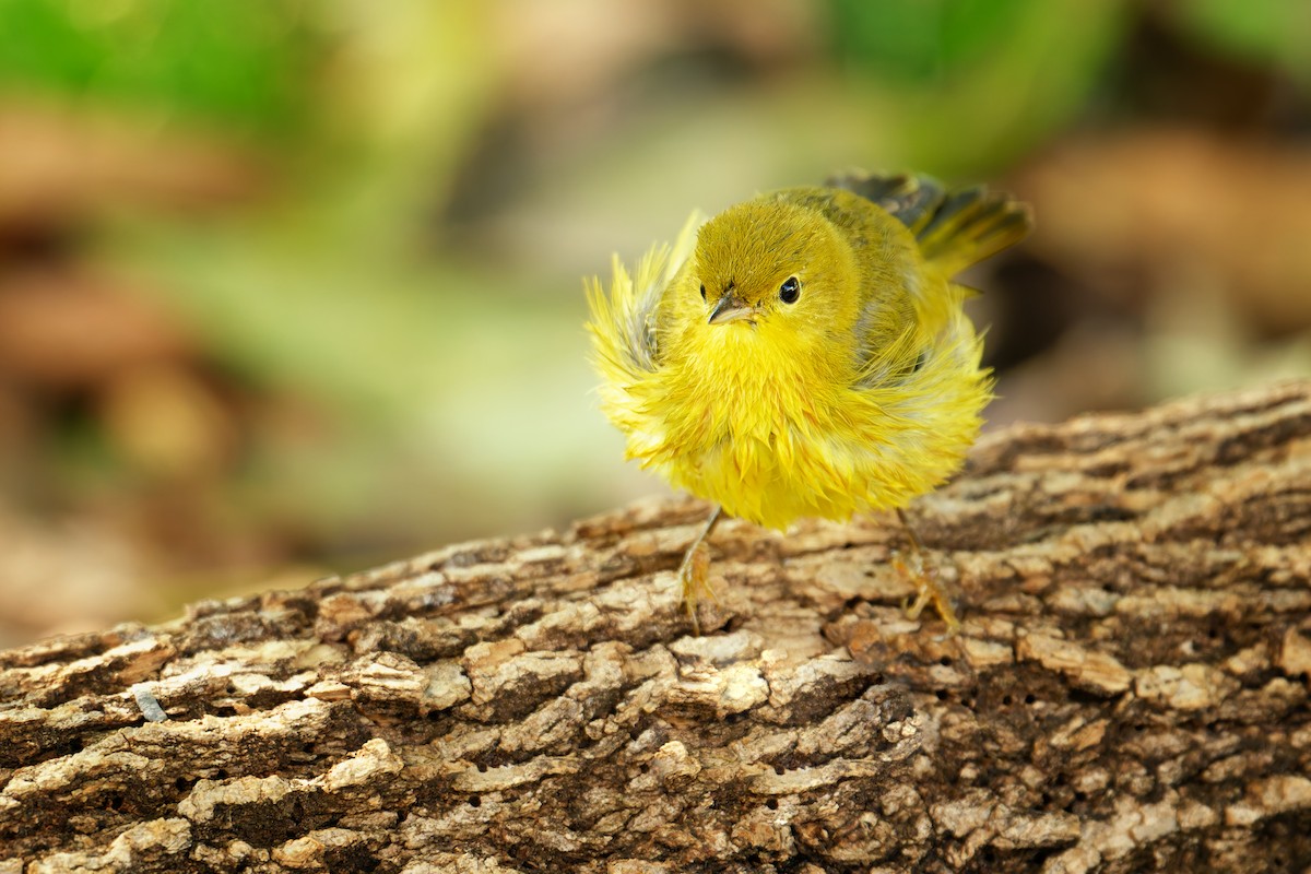 Yellow Warbler - ML642296000