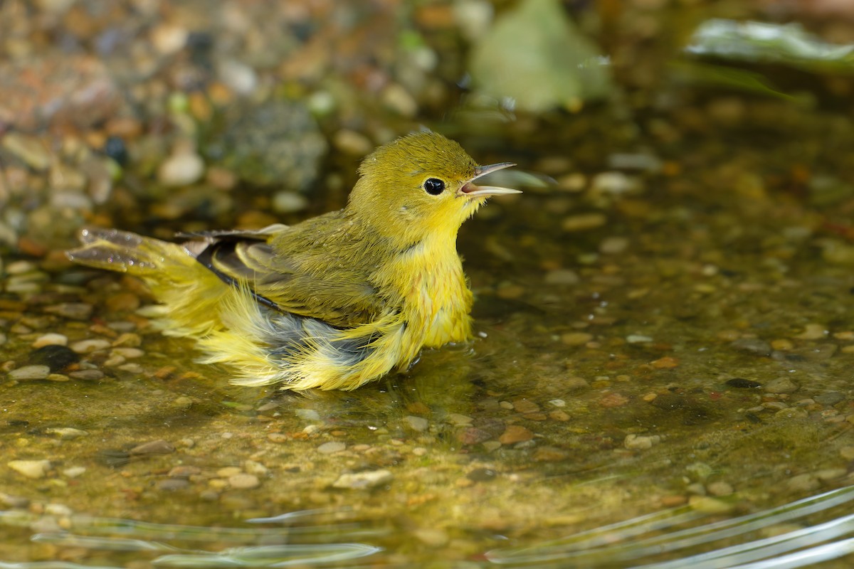 Yellow Warbler - ML642296002