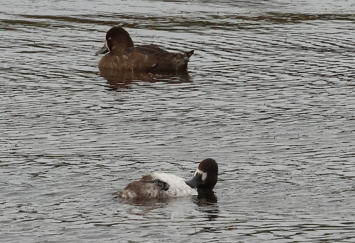 Lesser Scaup - ML642296006