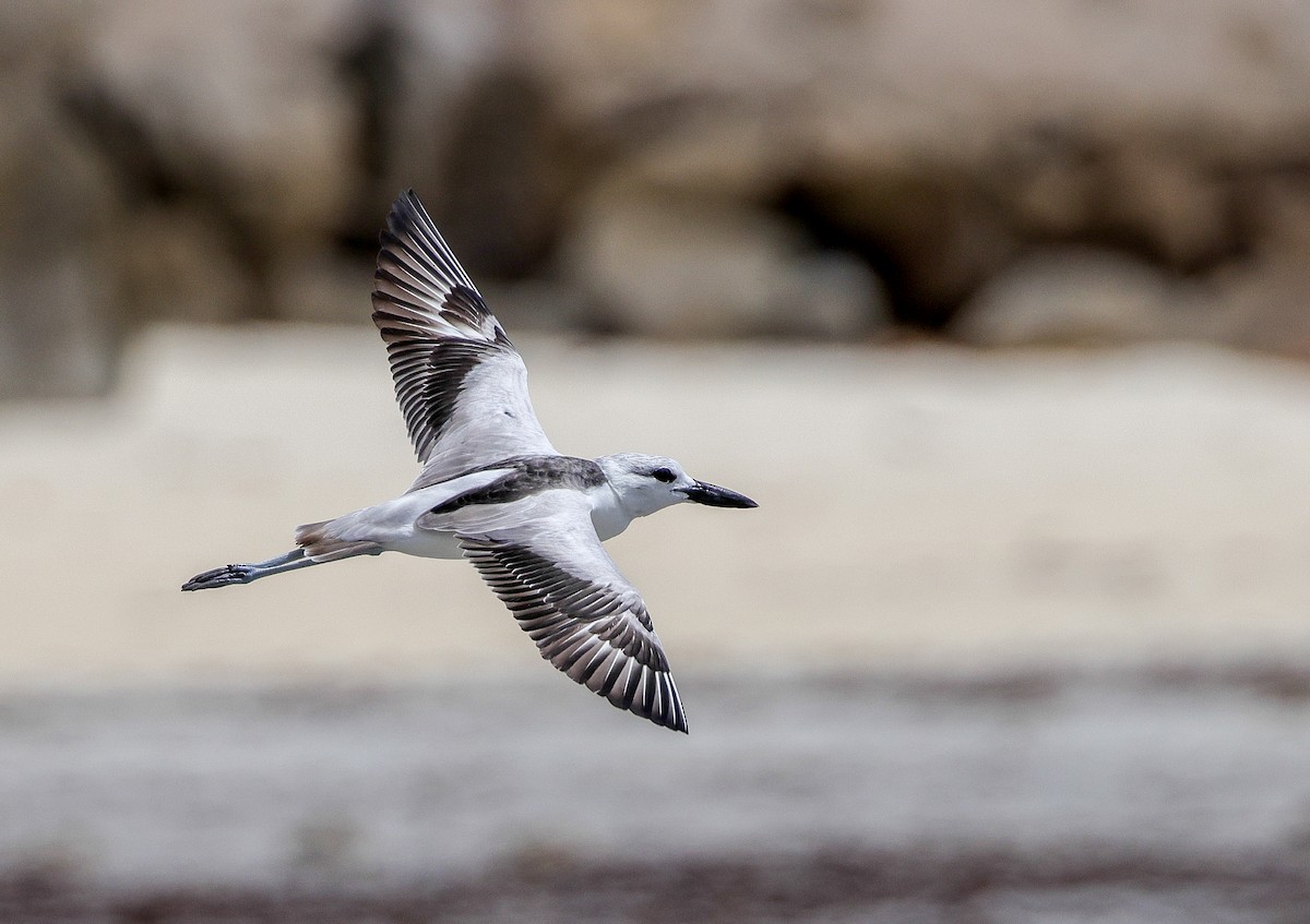 Crab-Plover - ML642296007