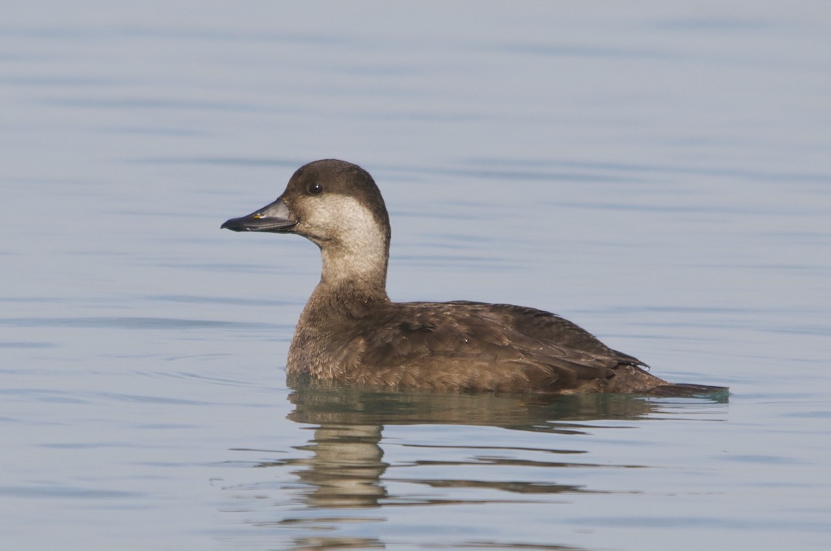 Black Scoter - ML642296023