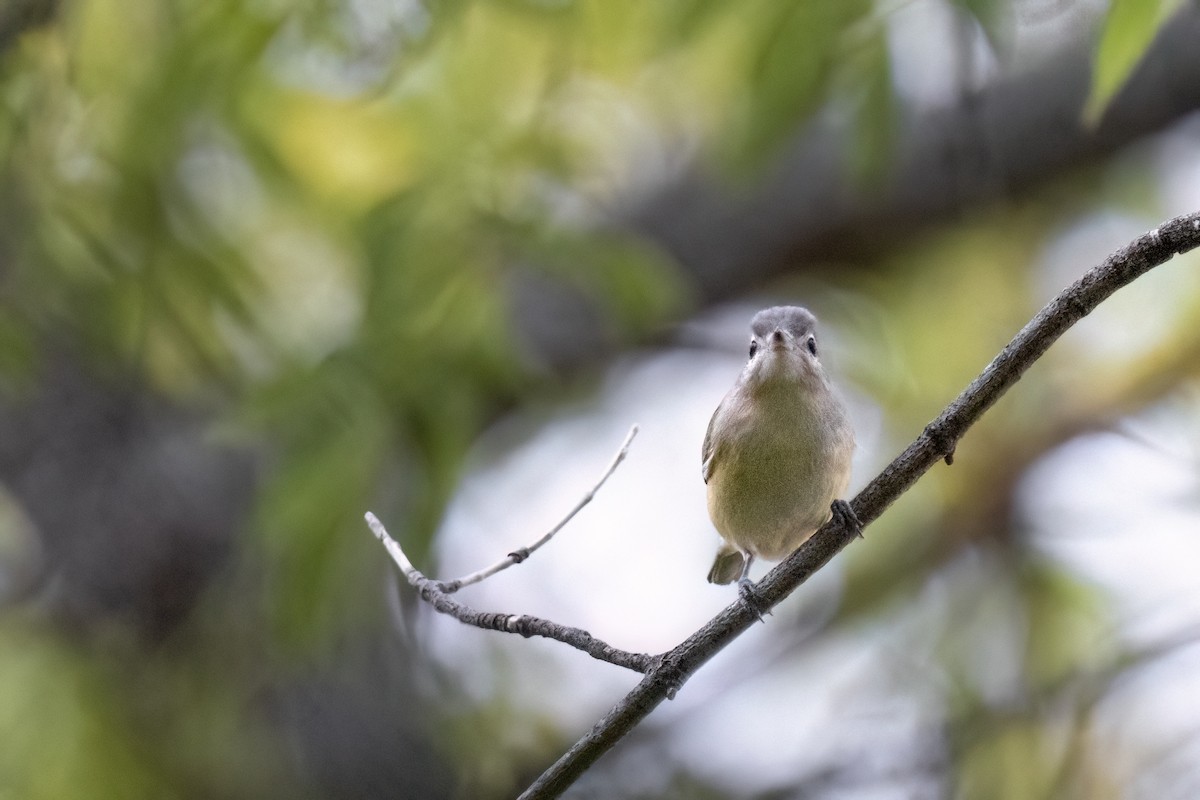 Eastern Warbling Vireo - ML642296027