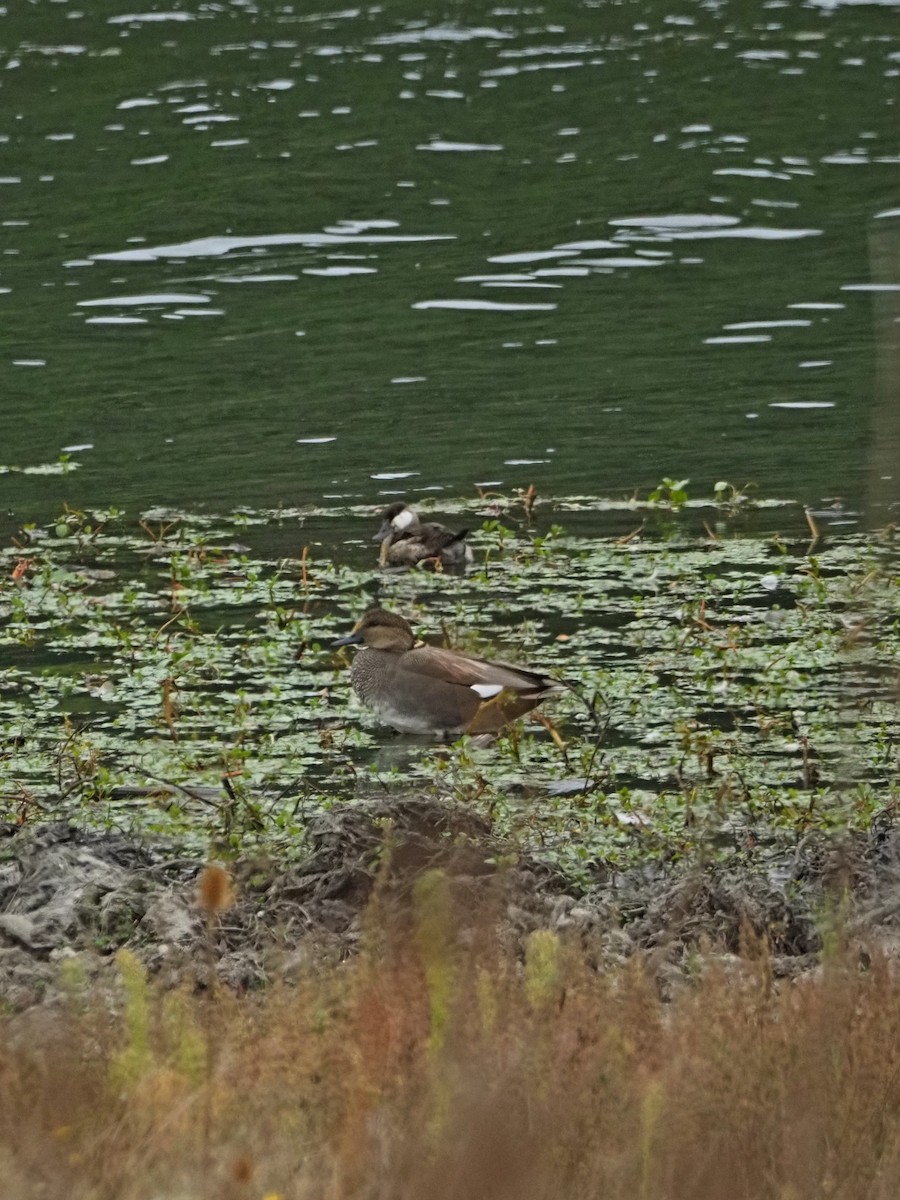 Gadwall - ML642296028