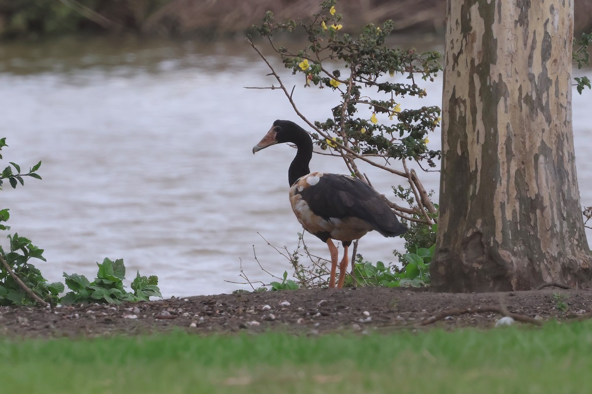 Magpie Goose - ML642296048